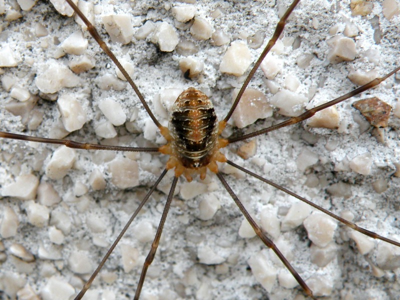 Opilio canestrinii del Veneto